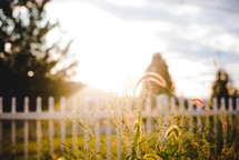 sunlight on a white picket fence 