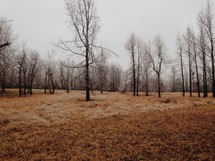 An icy field of trees in the dead of winter