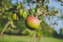 Apples hanging on a branch during autumn and apple picking season