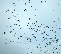 sky full of doves in flight