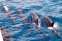 Spinner Dolphins right next to our boat.   Na Pali Coast, Kauai.  