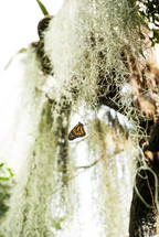Butterfly on tree moss.