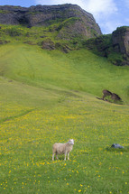 long horn sheep on green landscape 