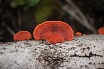 orange lichen 