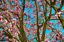 flowering tree in spring 