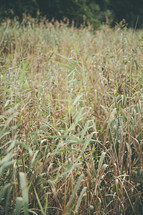 tall grasses outdoors 