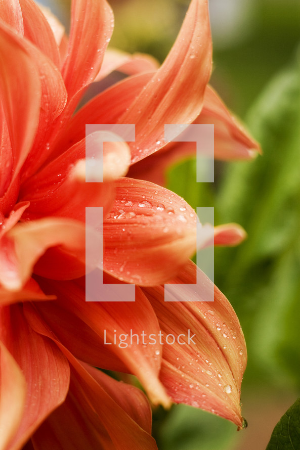 flower closeup 