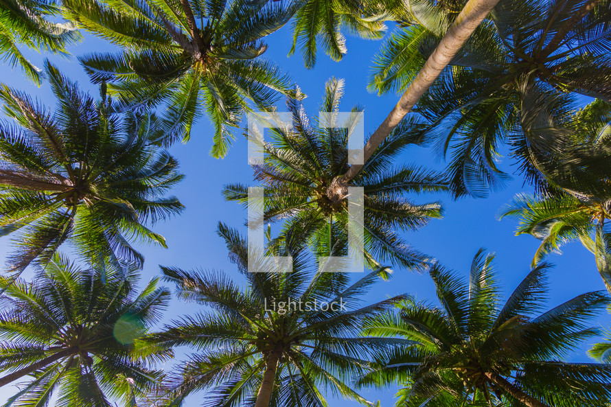 tops of palm trees against a blue sky 