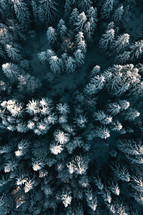 Snow covered trees with a frozen river seen from above.