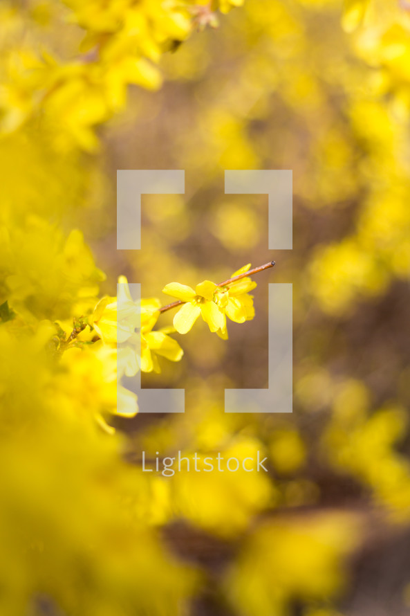 yellow flowers on branches 