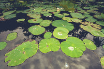 lily pads in a pond 