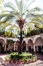 palm tree in a courtyard in Spain 