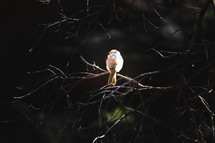 bird on a branch 