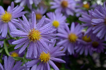 Purple flowers with yellow centers and dew drops