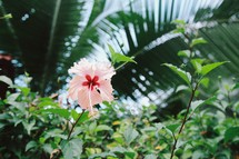 hibiscus flower and tropical plants 
