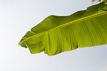 tropical plant leaf