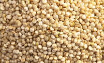 Quinoa Background
