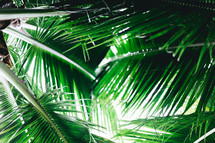 green palm leaves background 
