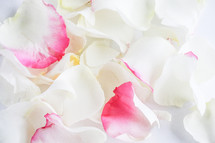 rose petals background 