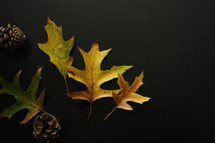 pine cones and fall leaves on black 