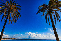 palm trees on a beach in Spain 