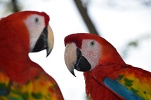 a bonded pair of Scarlet Macaw parrots 