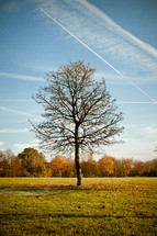 isolated tree in a field - fall 