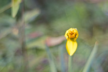blooming daffodil 