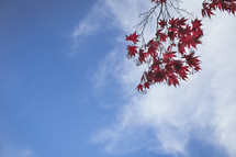 red maple leaves against a blue sky