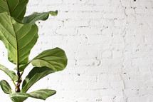 A potted plant in front of a white brick wall.