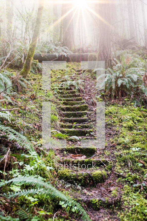 mossy stone steps in a forest 
