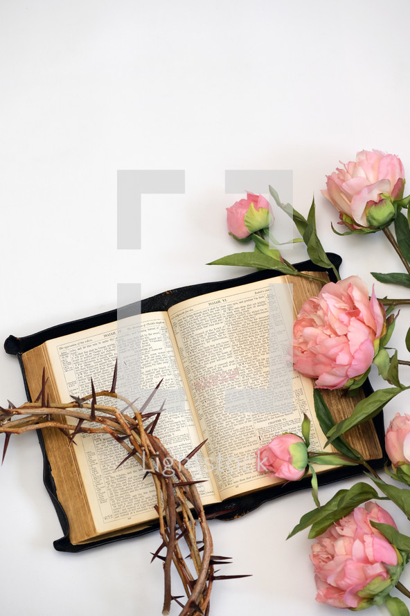 Pink Peony Flowers, opened Bible,  and crown of thorns on white background 