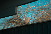 White dove sitting on a fence, wild bird 