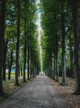 people walking on a tree lined dirt road 