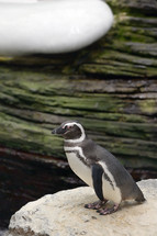 penguin at a zoo 