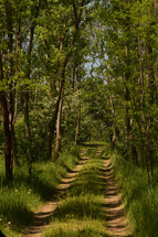 Green Forest and Path with Sun Light in Spring