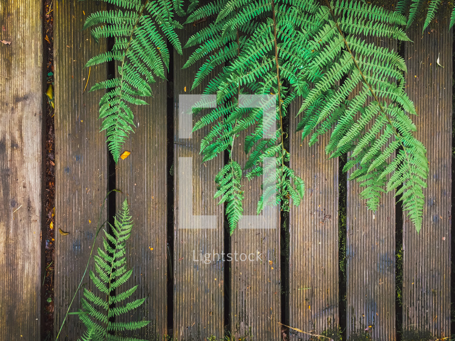 green ferns on a wood fence 