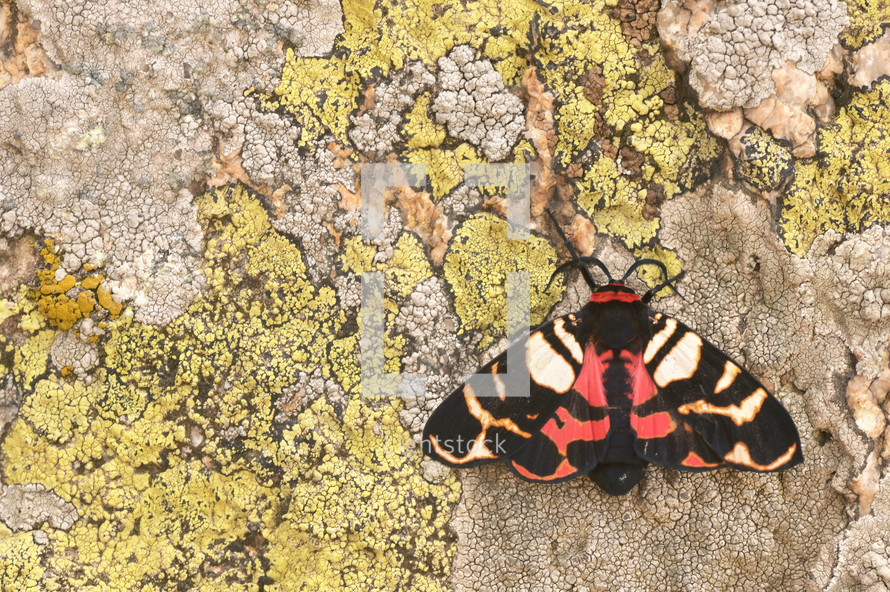 red and black moth on a tree trunk 