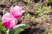 pink tulips and dirt 