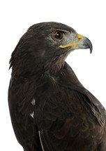 falcon 