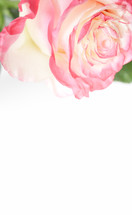 pink rose and white background 