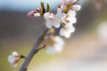 spring cherry blossoms 