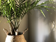 house plant in a straw basket 