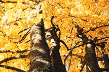 fall trees with orange and yellow leaves