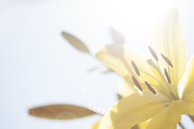 yellow lily under intense sunlight.