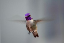 a purple headed hummingbird male in flight 