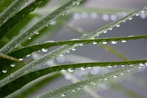 rain drops on palm leaves and grass