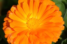 Edible bright Orange flower background, Calendula, also known as pot marigold