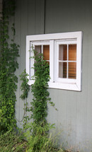 ivy climbing up the side of a house and window 