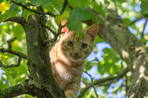 a cat in a tree 